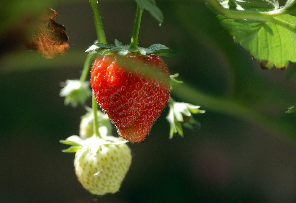 Die Erdbeere - Fragaria Elsanta