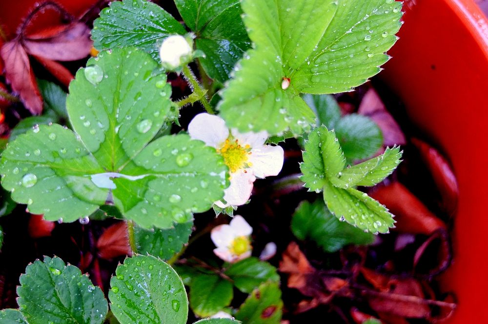 die Erdbeeren