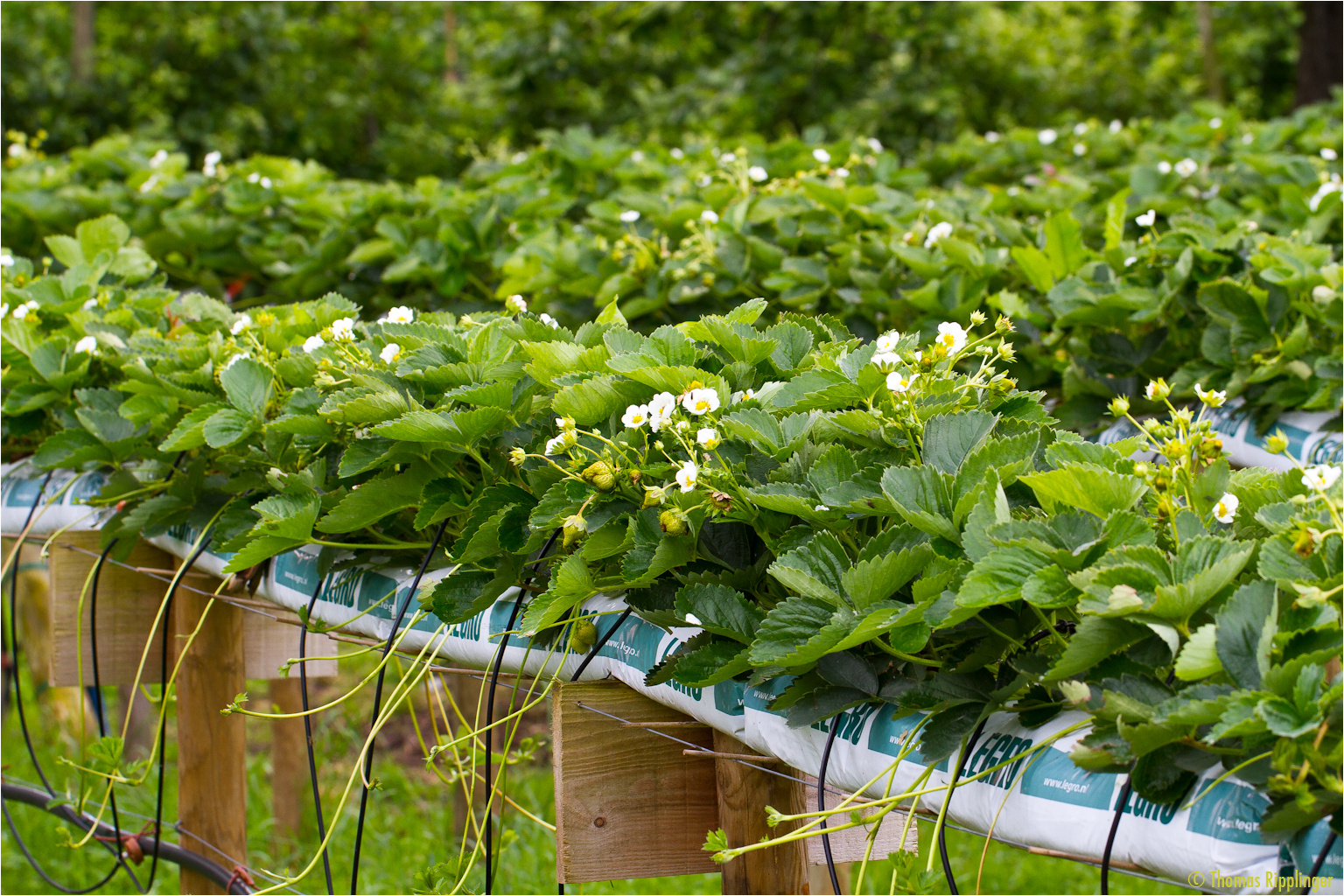 Die Erdbeeren für den Sommer und Herbst...