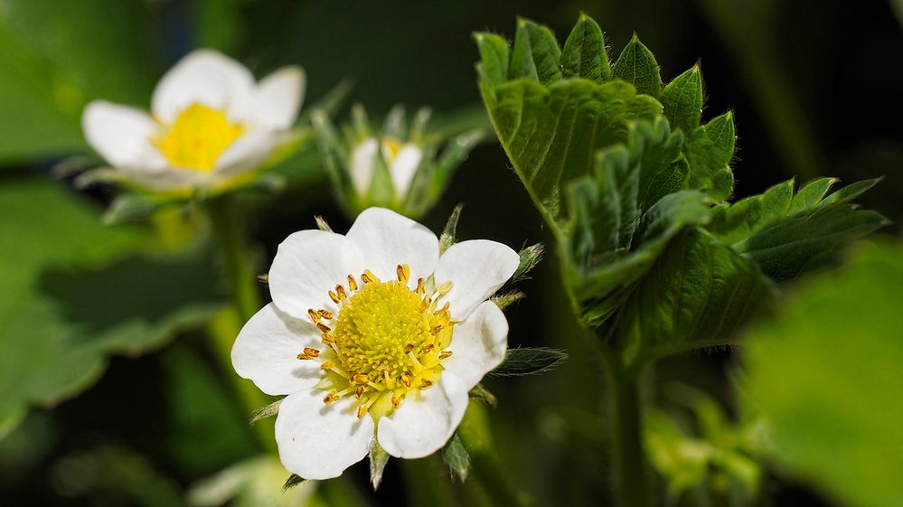 Die Erdbeeren sind nach langer Kaltzeit wieder da, obwohl sie ohne jeden Schutz überwintert haben.