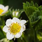 Die Erdbeeren sind nach langer Kaltzeit wieder da, obwohl sie ohne jeden Schutz überwintert haben.