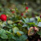 Die Erdbeeren sind wieder reif