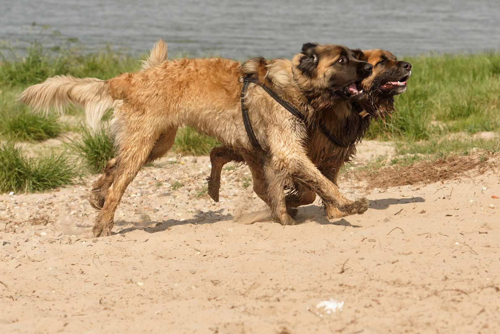 die Erde bebt