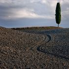 die Erde ruht..... val d'Orcia bei Pienza