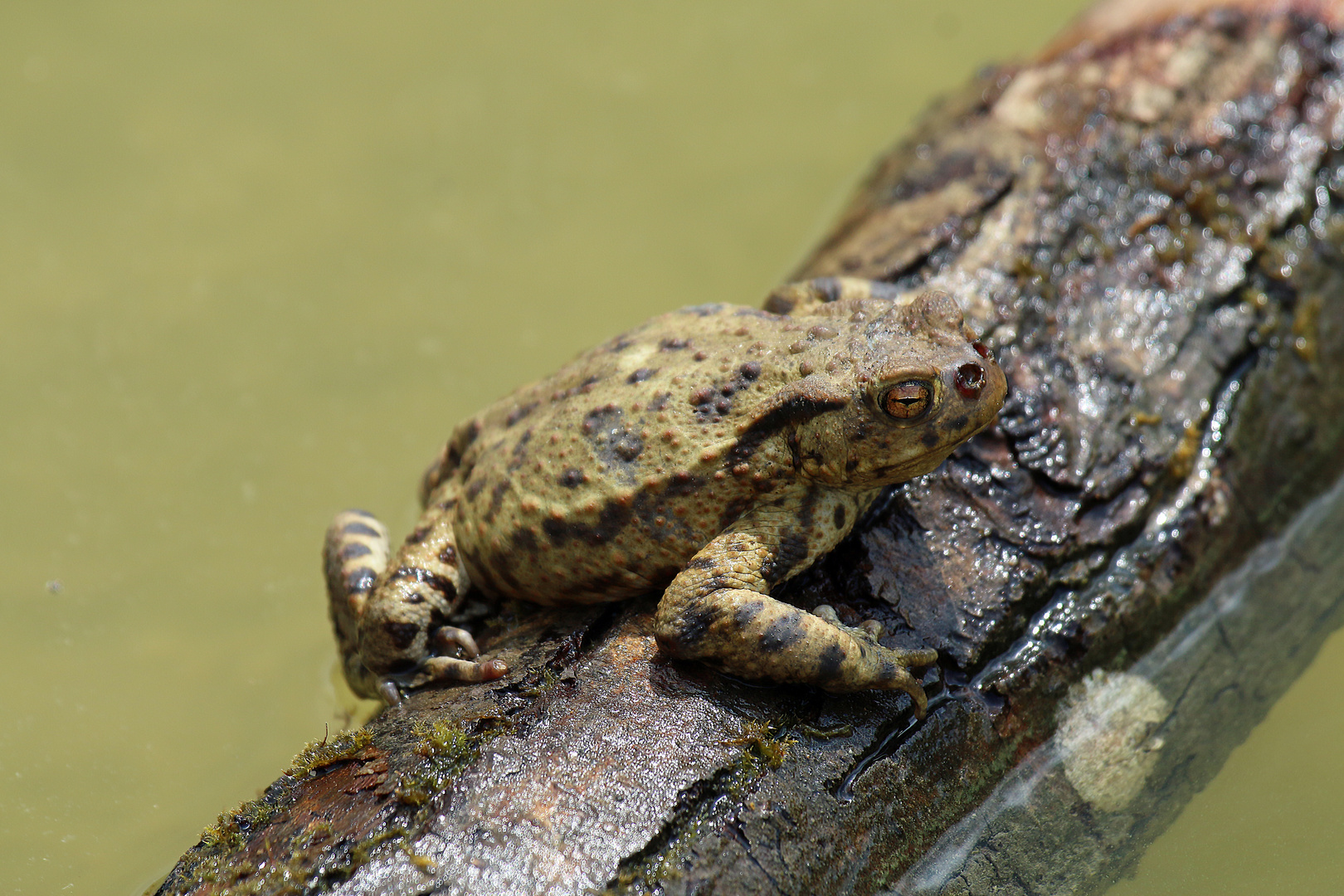 Die Erdkröte .... Foto & Bild | tiere, wildlife, amphibien & reptilien Bilder auf fotocommunity