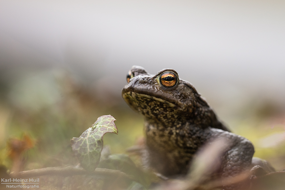 Die Erdkröte (Bufo bufo)