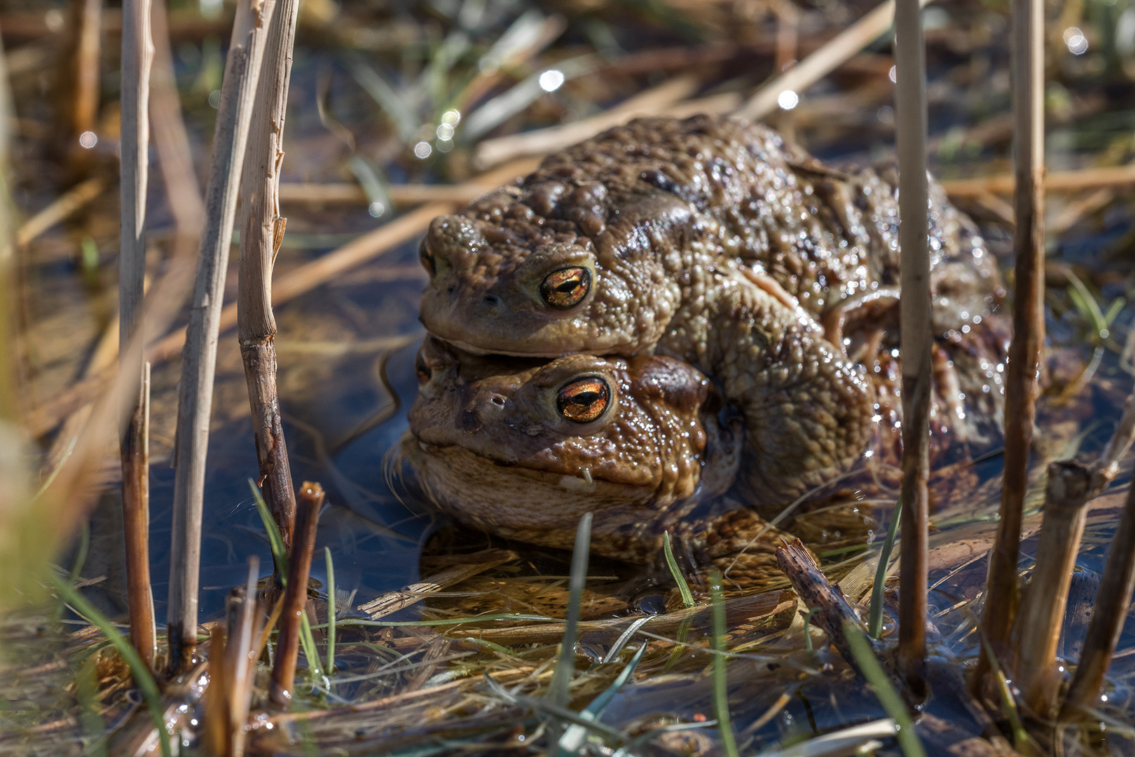 Die Erdkröte (Bufo bufo-Komplex) 