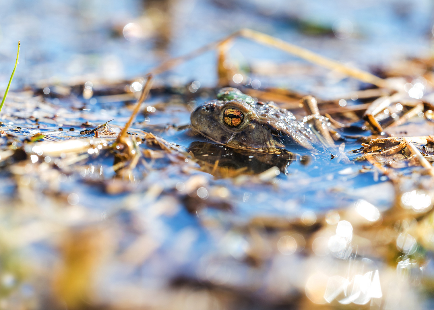 Die Erdkröte (Bufo bufo-Komplex) 