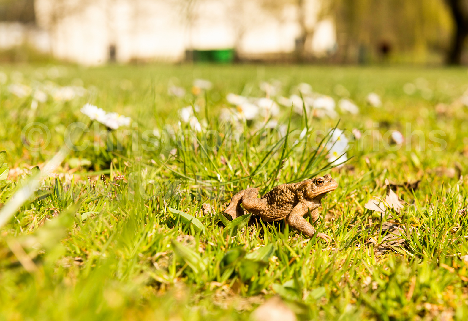 Die Erdkröte (Bufo bufo-Komplex)