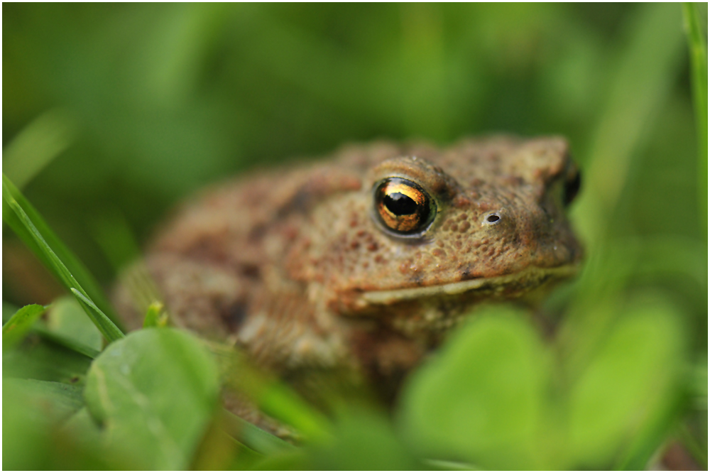 Die Erdkröte (Bufo bufo-Komplex) ...