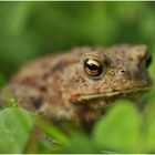 Die Erdkröte (Bufo bufo-Komplex) ...