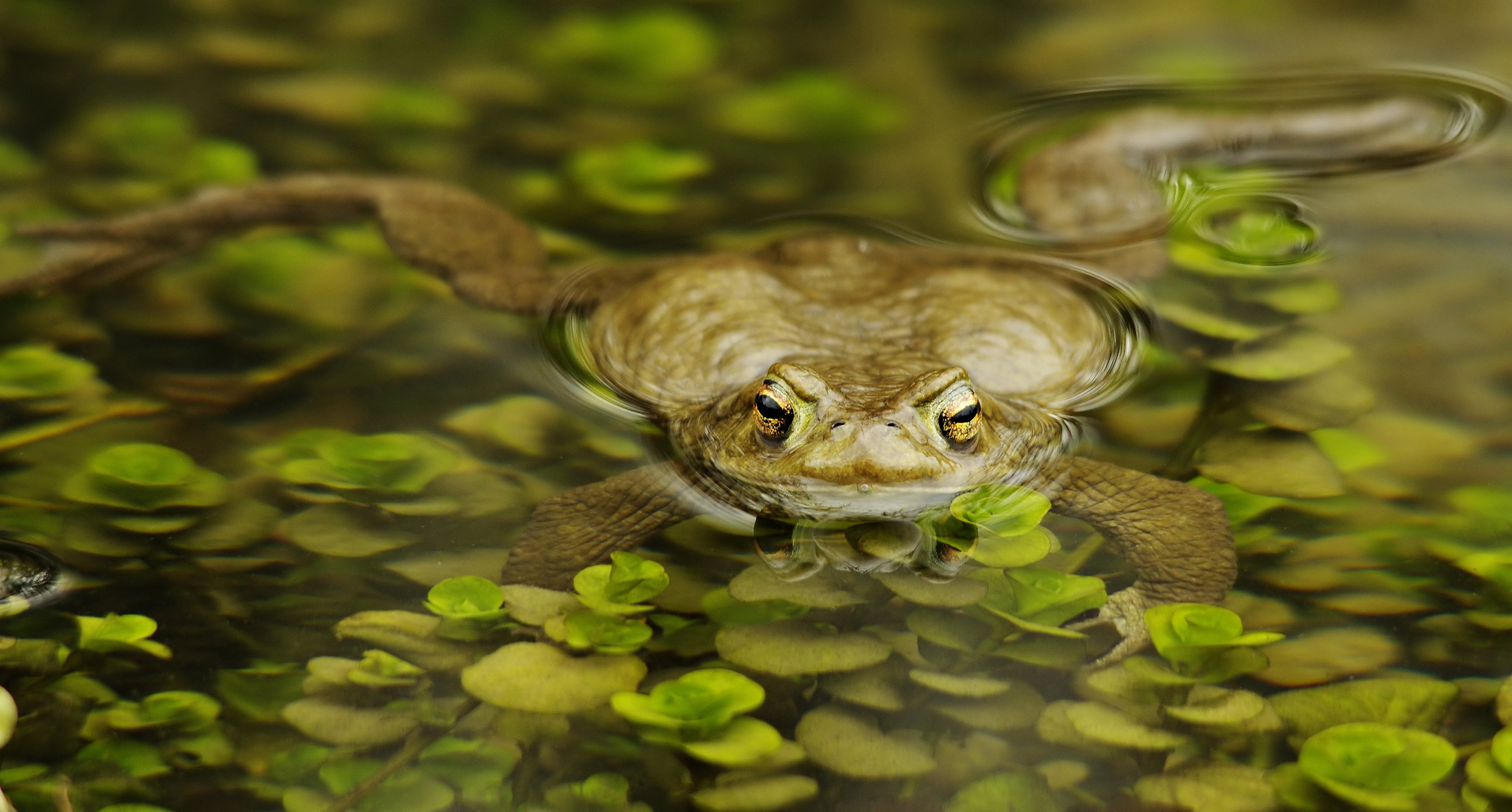 Die Erdkröten sind los! Foto & Bild teich, natur, tiere Bilder auf