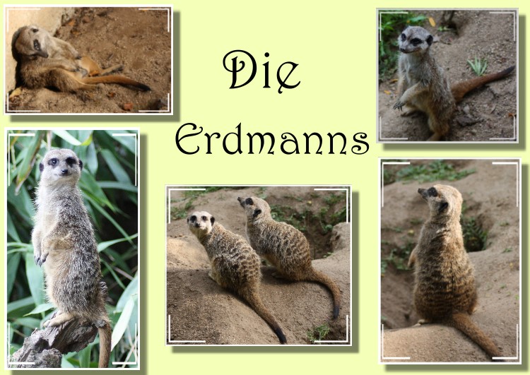 Die Erdmanns