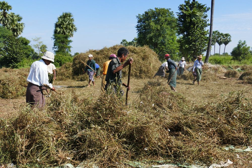 Die Erdnussernte Foto Bild World Myanmar Burma Bilder Auf Fotocommunity