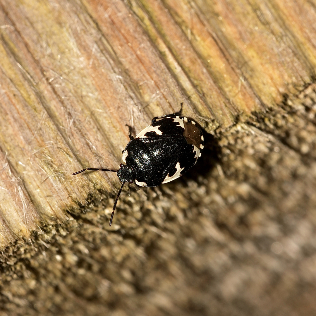 Die Erdwanze TRITOMEGAS BICOLOR (Fam. Cydnidae)