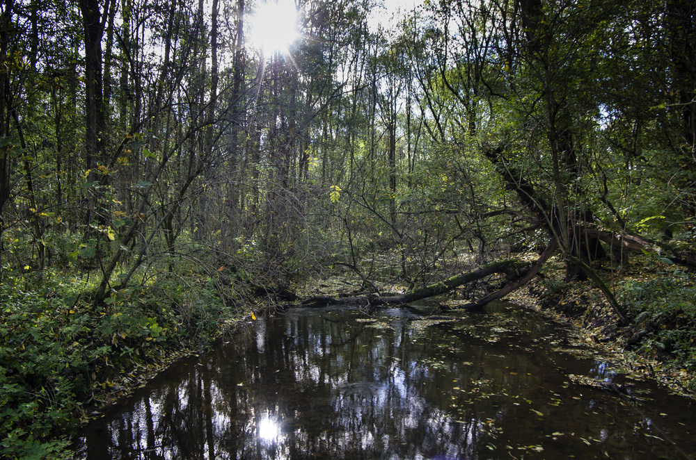 Die Erft im Wald