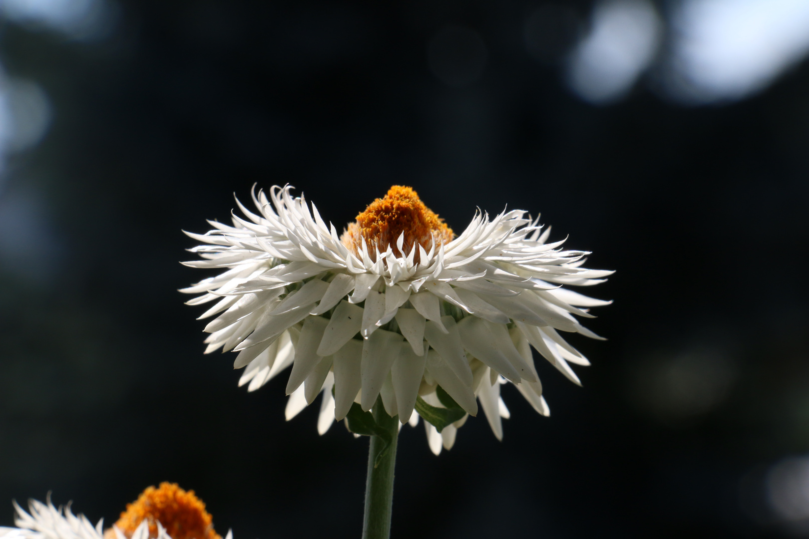 Die erhabene Strohblume