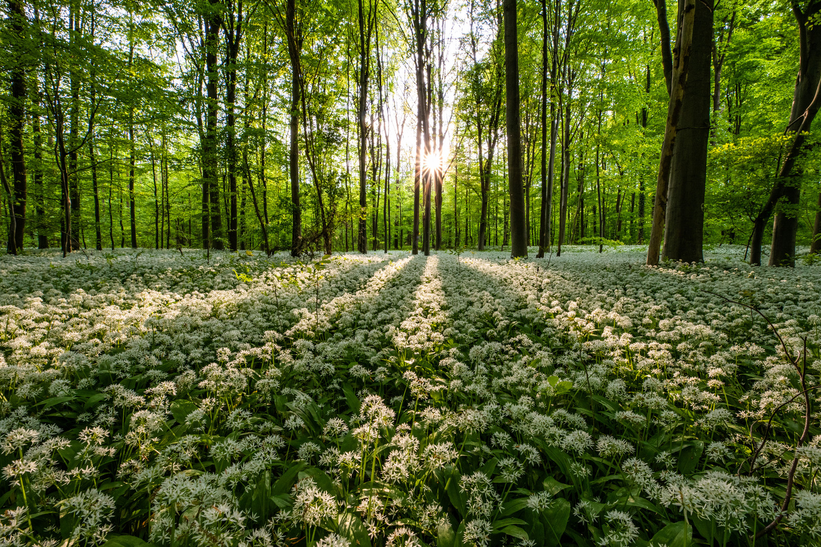 Die Erleuchtung kam im Bärlauchwald