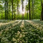 Die Erleuchtung kam im Bärlauchwald