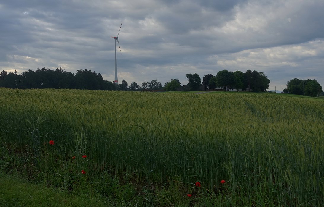 Die Erneuerbarkeit am MohnTag