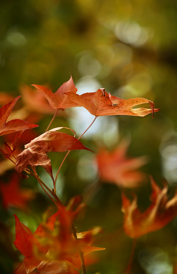 die ernte des herbstes aus vollem herzen ...