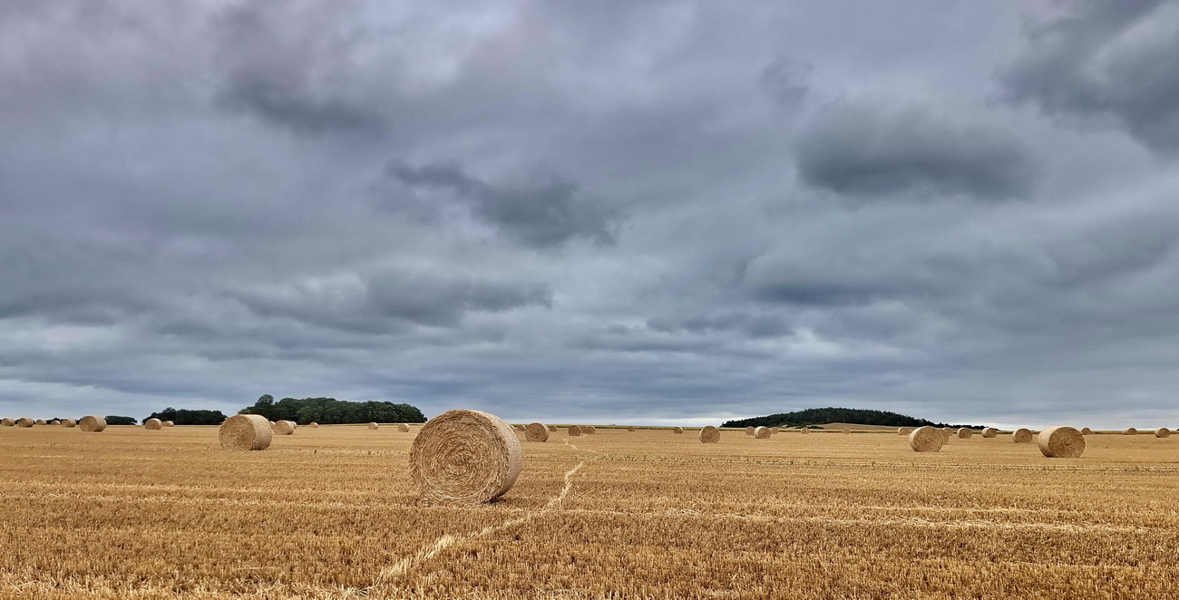 die Ernte hat begonnen