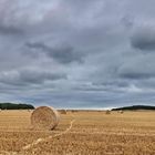 die Ernte hat begonnen