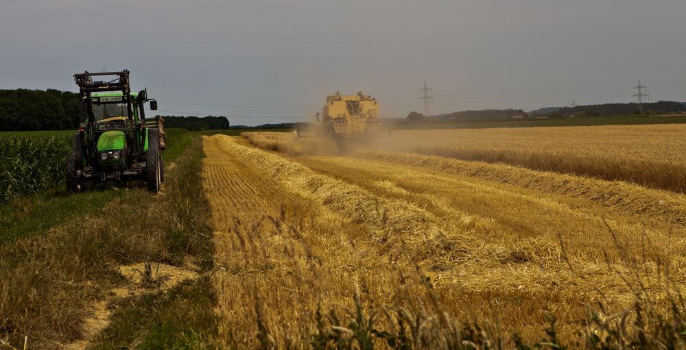 Die Ernte hat begonnen