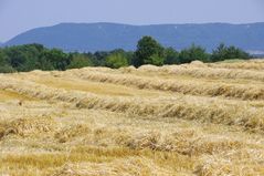 Die Ernte hat begonnen