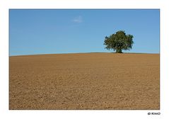 die Ernte ist vorbei........