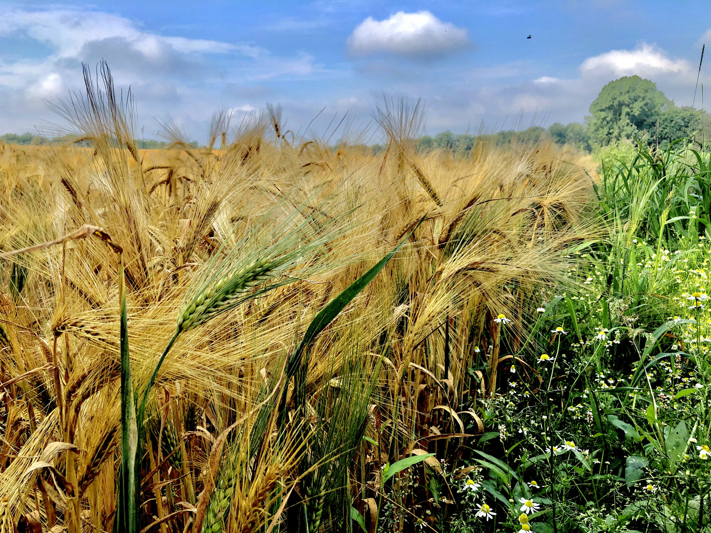 Die Ernte steht bereit 