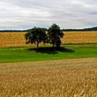 Die Erntezeit kommt