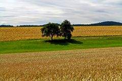 Die Erntezeit kommt