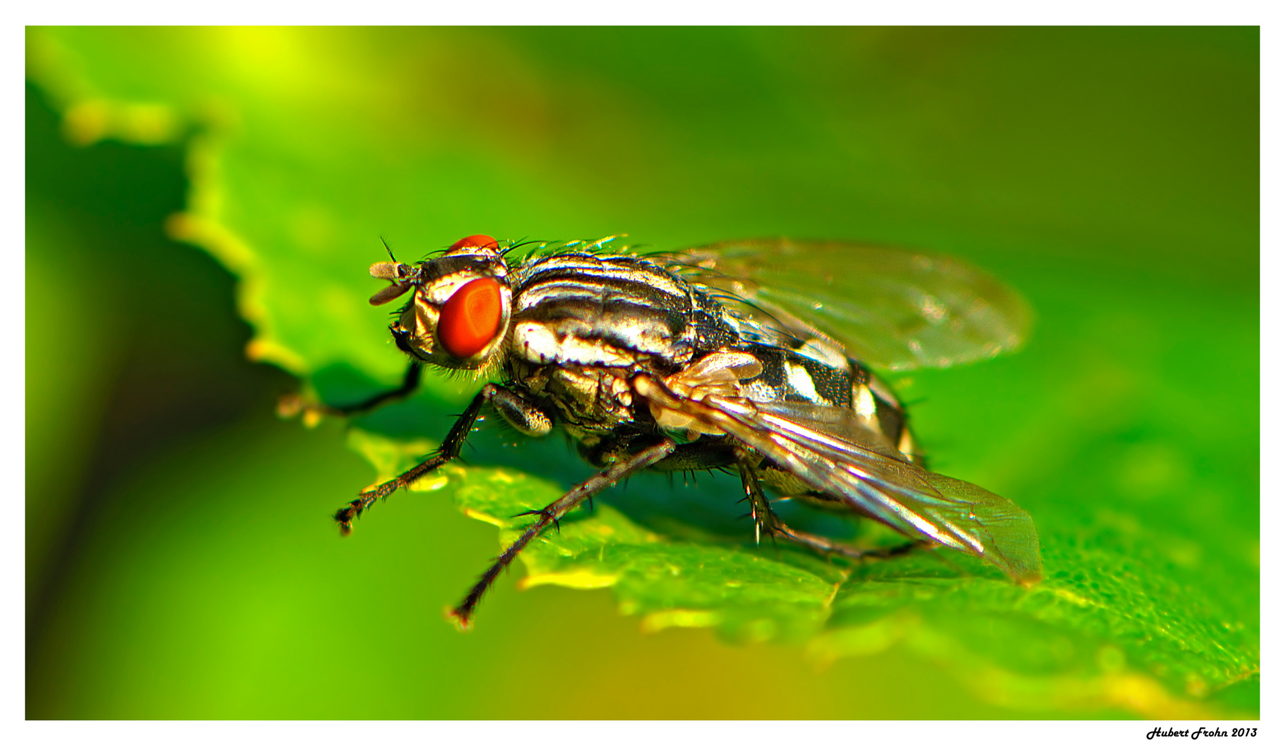 Die Erotik einer Fliege