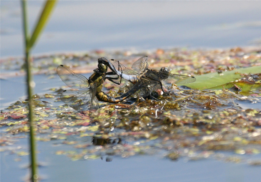 Die Erotik eines Wasserbettes...