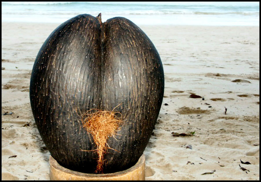 die erotisch geformte Coco-De-Mer-Nuß.