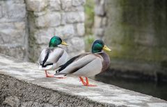 Die Erple auf der Mauer