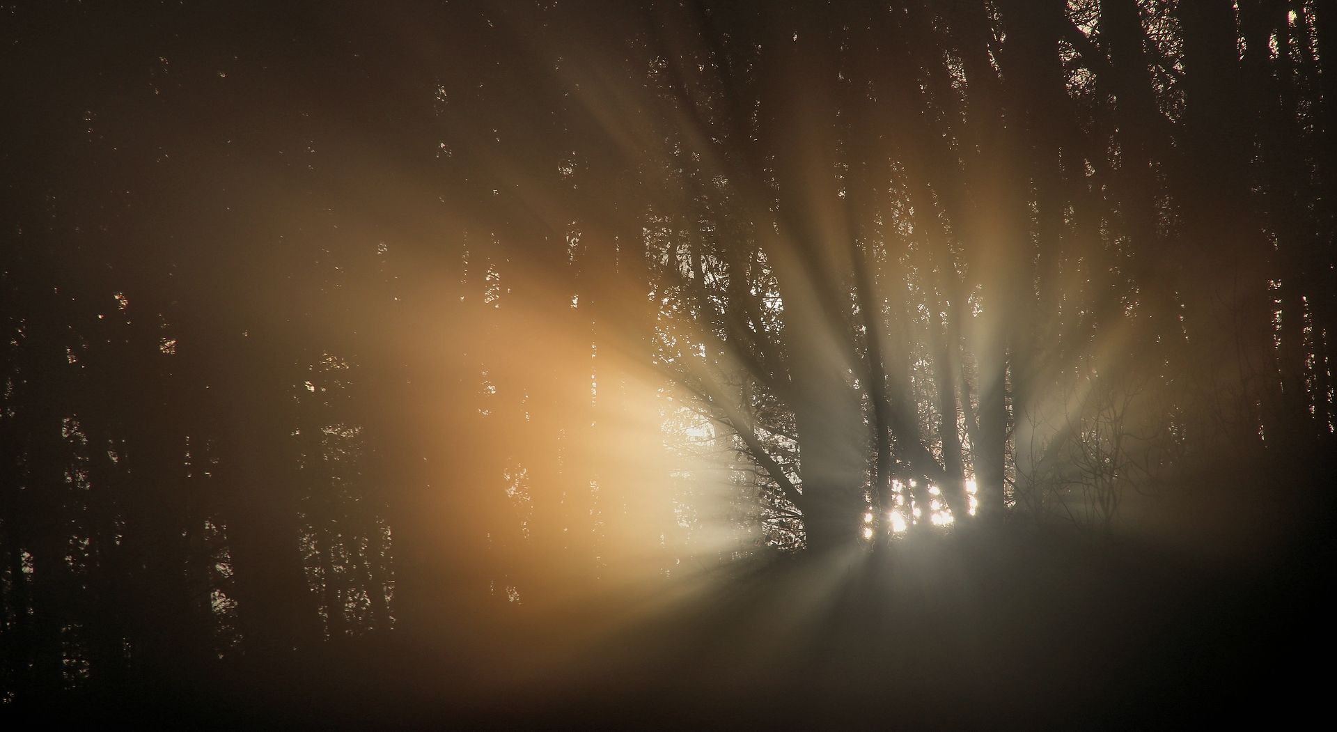 DIE ERSCHEINUNG IM NEBELWALD