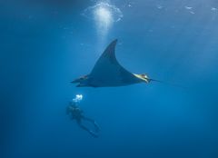 Die ersehnte Begegnung mit dem Mobula