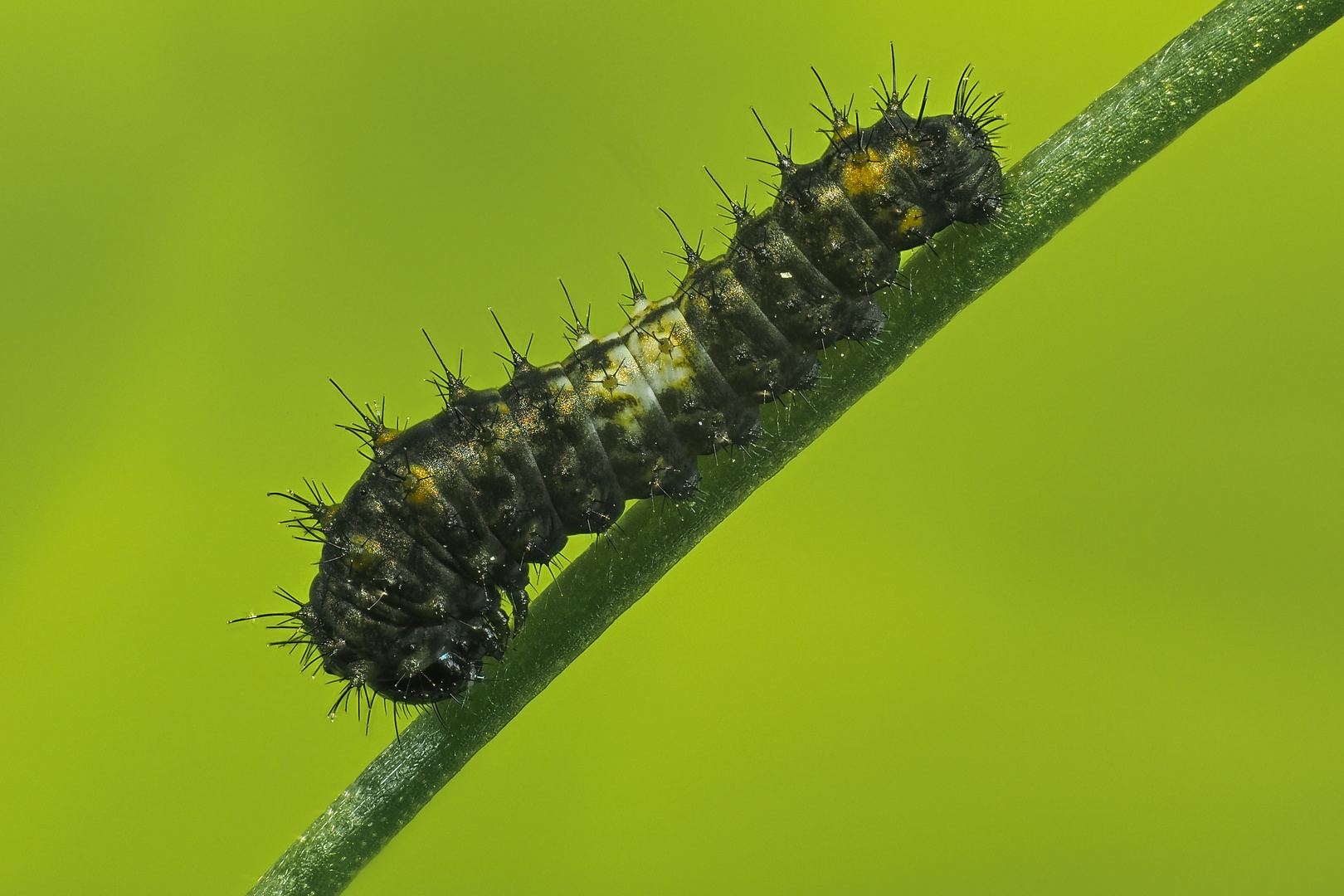 Die erst 3-4mm grosse Raupe des Schwalbenschwanz