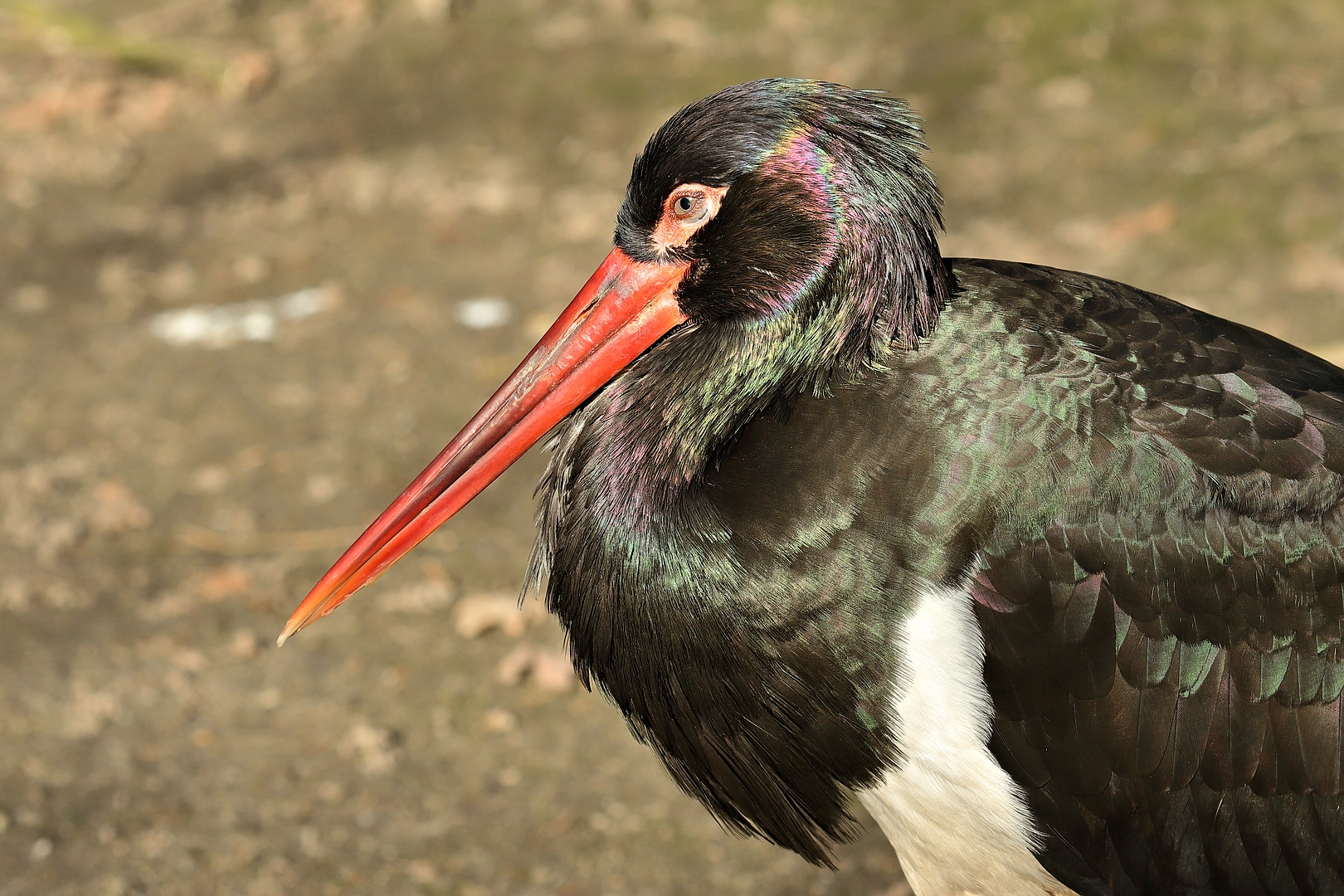 Fasanearten Bilder: Entdecke die Schönheit der Fasanenwelt!