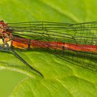 Die erste Adonislibelle in meinem Garten