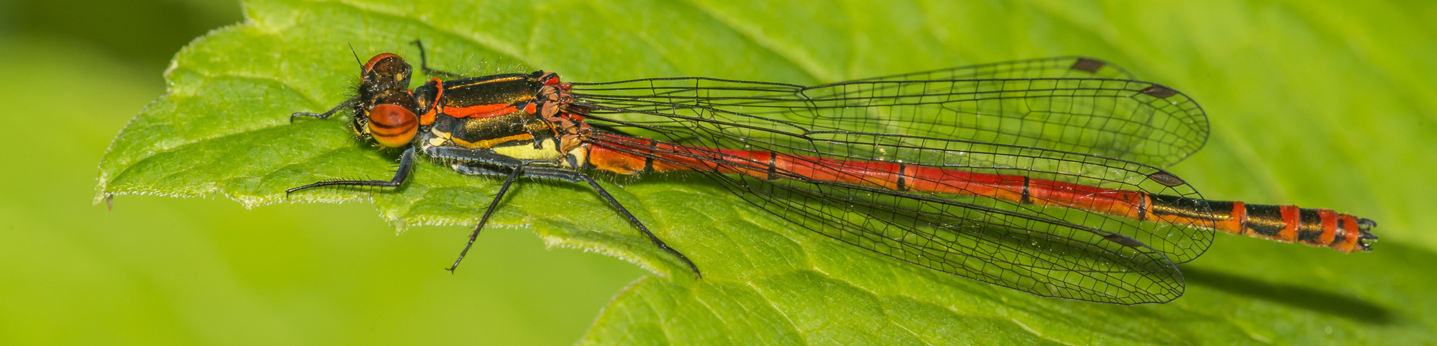 Die erste Adonislibelle in meinem Garten