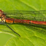 Die erste Adonislibelle in meinem Garten