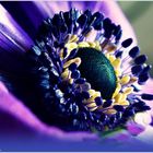 Die erste Anemone