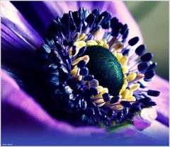 Die erste Anemone