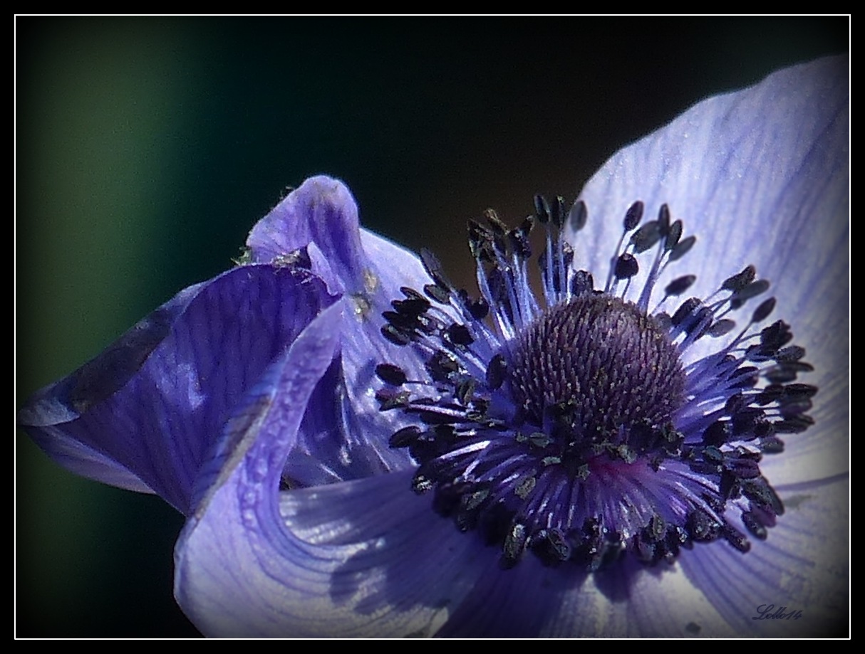 Die erste Anemone ...