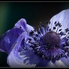 Die erste Anemone ...