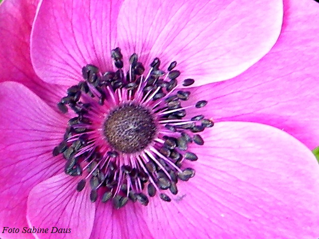 die erste Anemone in diesem Frühling