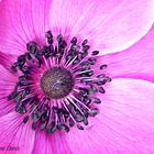 die erste Anemone in diesem Frühling